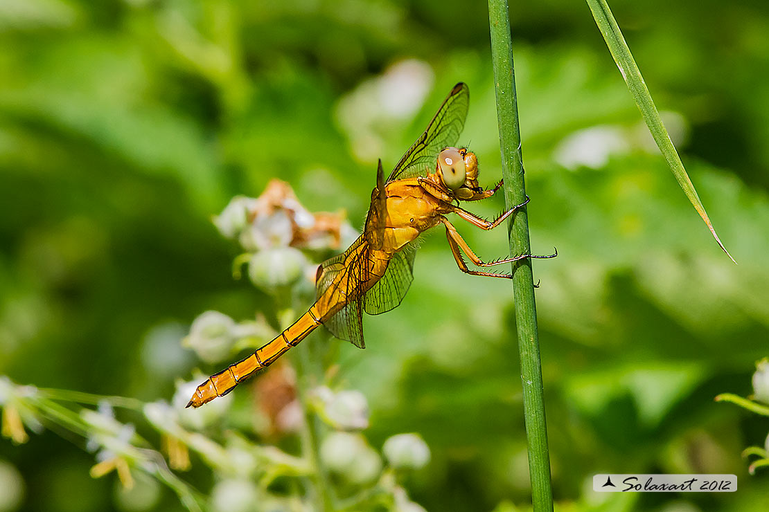 Orthetrum coerulescens  - femmina