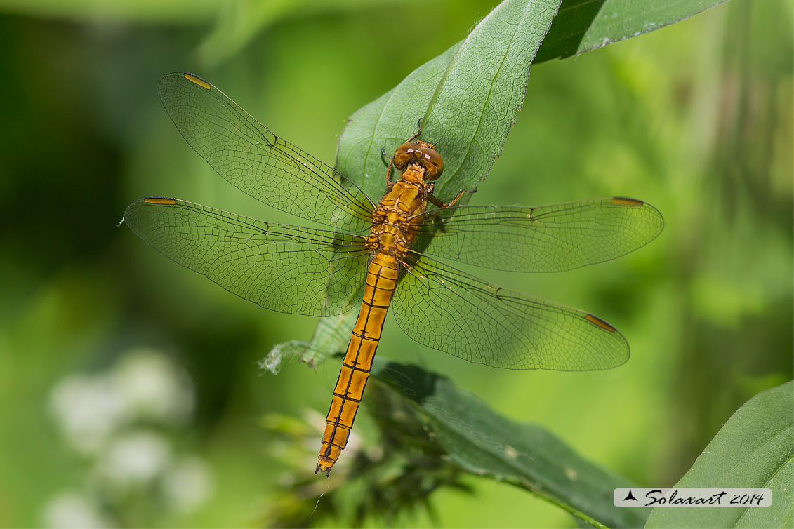 Orthetrum coerulescens  (femmina)    -    Keeled Skimmer  (female)