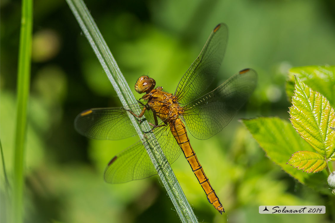 Orthetrum coerulescens  (femmina)    -    Keeled Skimmer  (female)