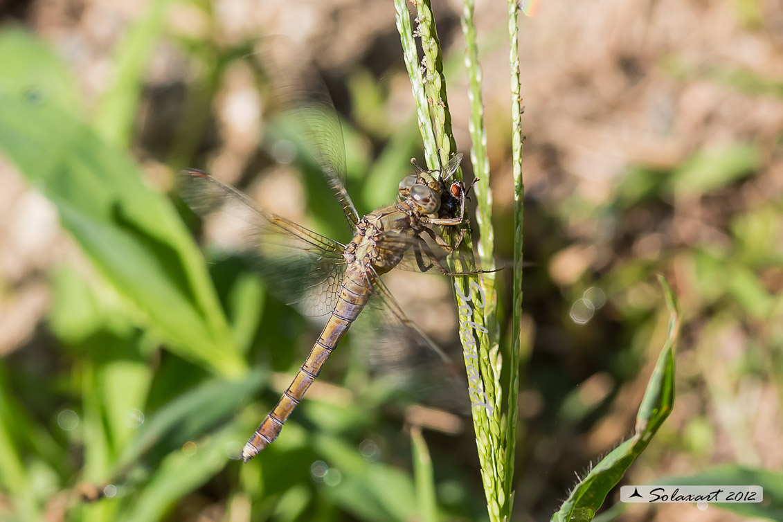 Orthetrum coerulescens   (femmina) - Keeled Skimmer  (female)