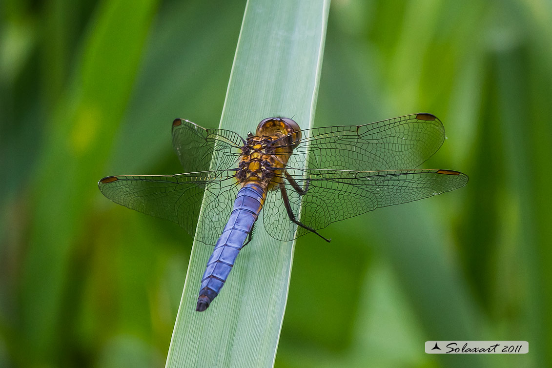 Orthetrum coerulescens - (maschio adulto); Keeled Skimmer (male)