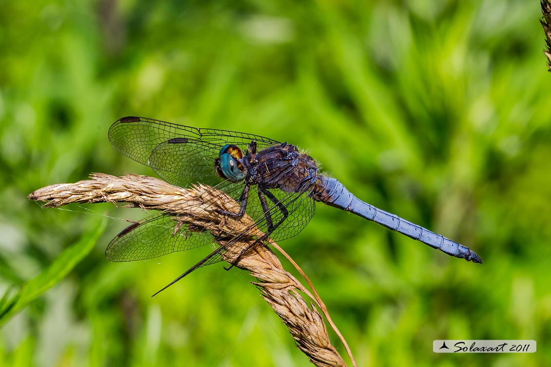 Orthetrum coerulescens - (maschio adulto); Keeled Skimmer (male)