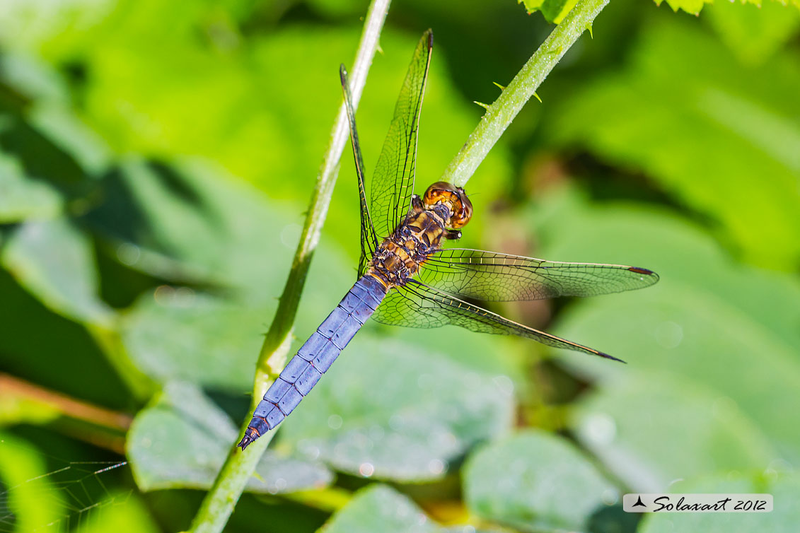 Orthetrum coerulescens - (maschio adulto); Keeled Skimmer (male)