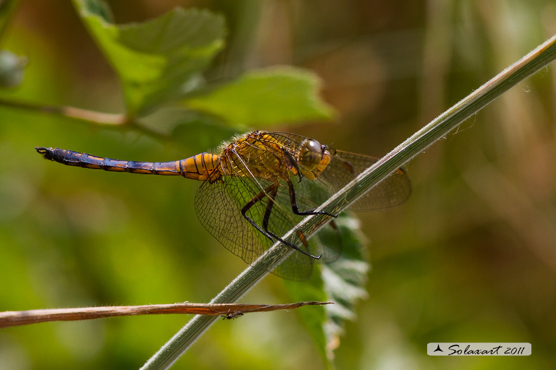 Orthetrum coerulescens  - maschio immaturo
