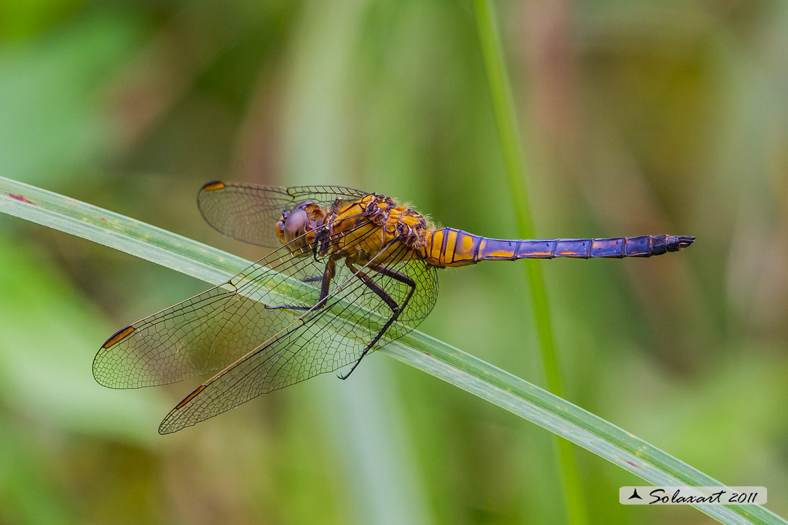 Orthetrum coerulescens - (maschio immaturo) - Keeled Skimmer (teneral male)