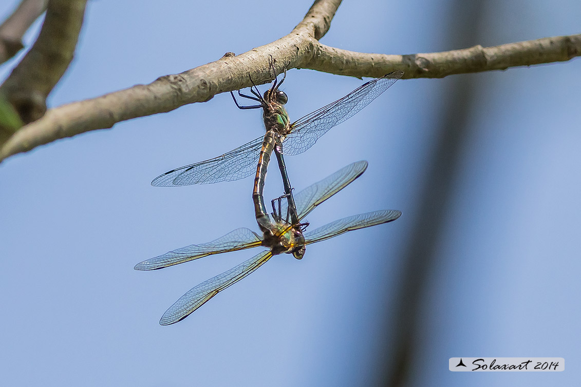 Oxygastra curtisii (copula) - Orange-spotted Emerald Dragonfly (mating)