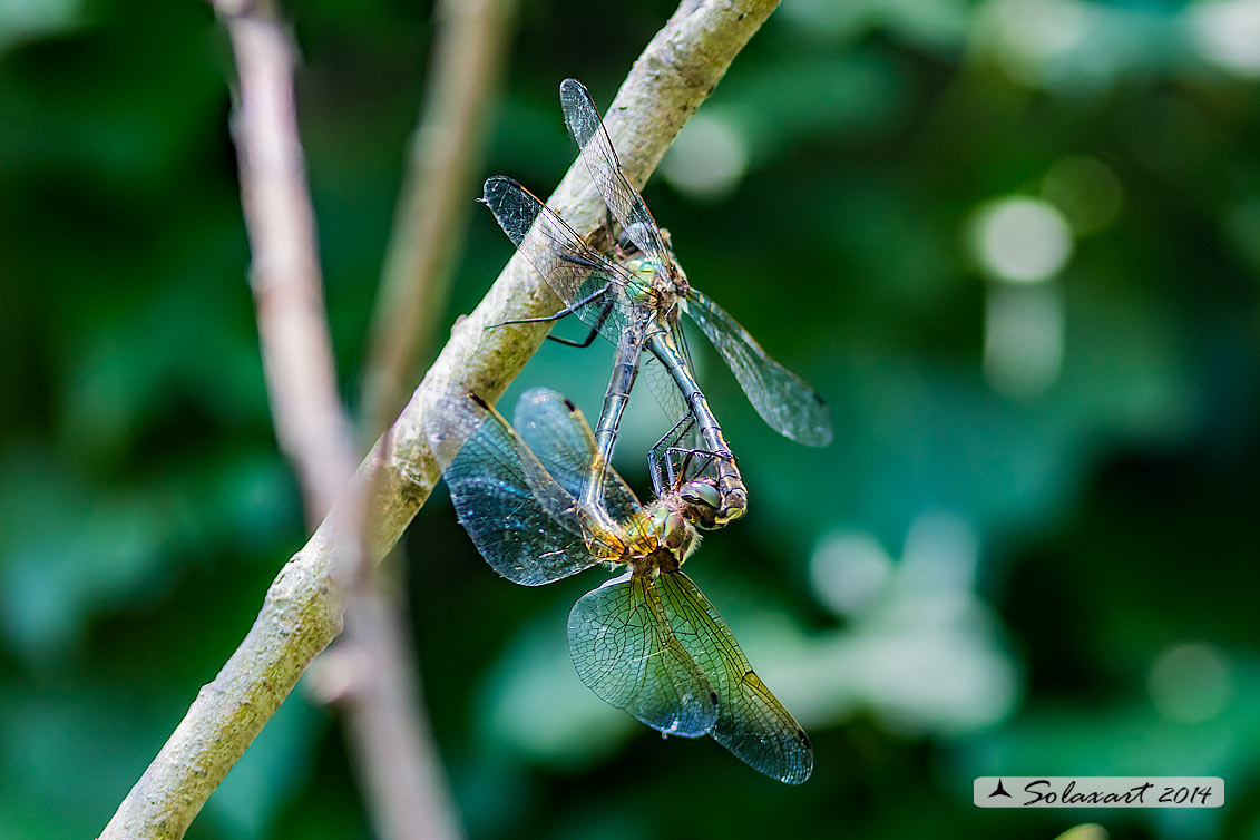 Oxygastra curtisii (copula) - Orange-spotted Emerald Dragonfly (mating)