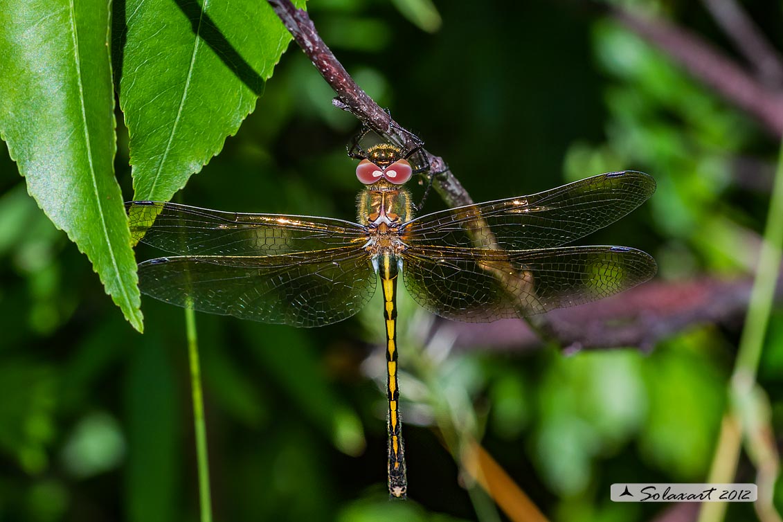 Oxygastra curtisii (femmina) - Orange-spotted Emerald Dragonfly (female)