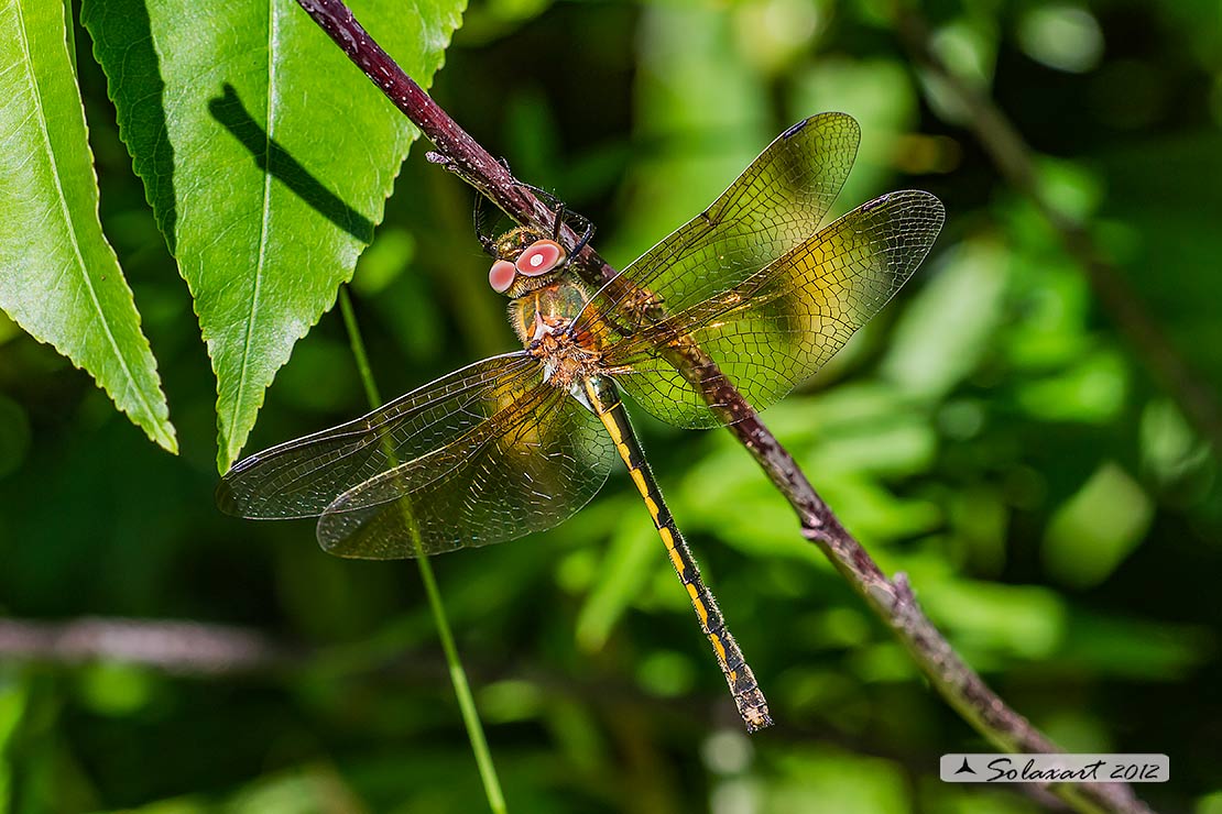 Oxygastra curtisii (femmina) - Orange-spotted Emerald Dragonfly (female)