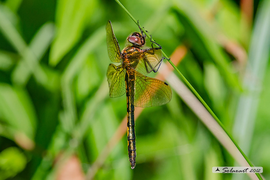Oxygastra curtisii (femmina) - Orange-spotted Emerald Dragonfly (female)