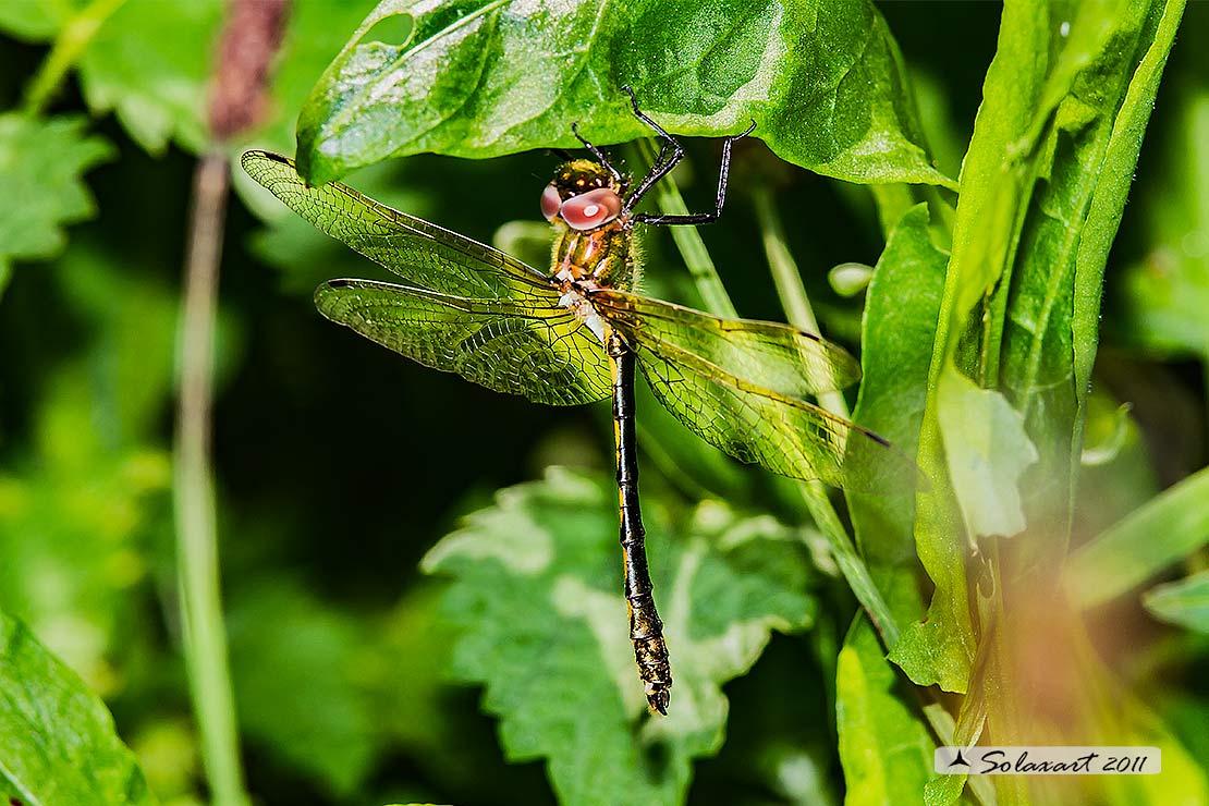 Oxygastra curtisii (maschio) - Orange-spotted Emerald Dragonfly (male)
