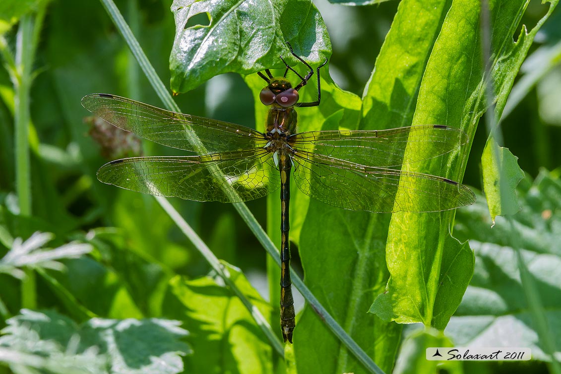 Oxygastra curtisii (maschio) - Orange-spotted Emerald Dragonfly (male)