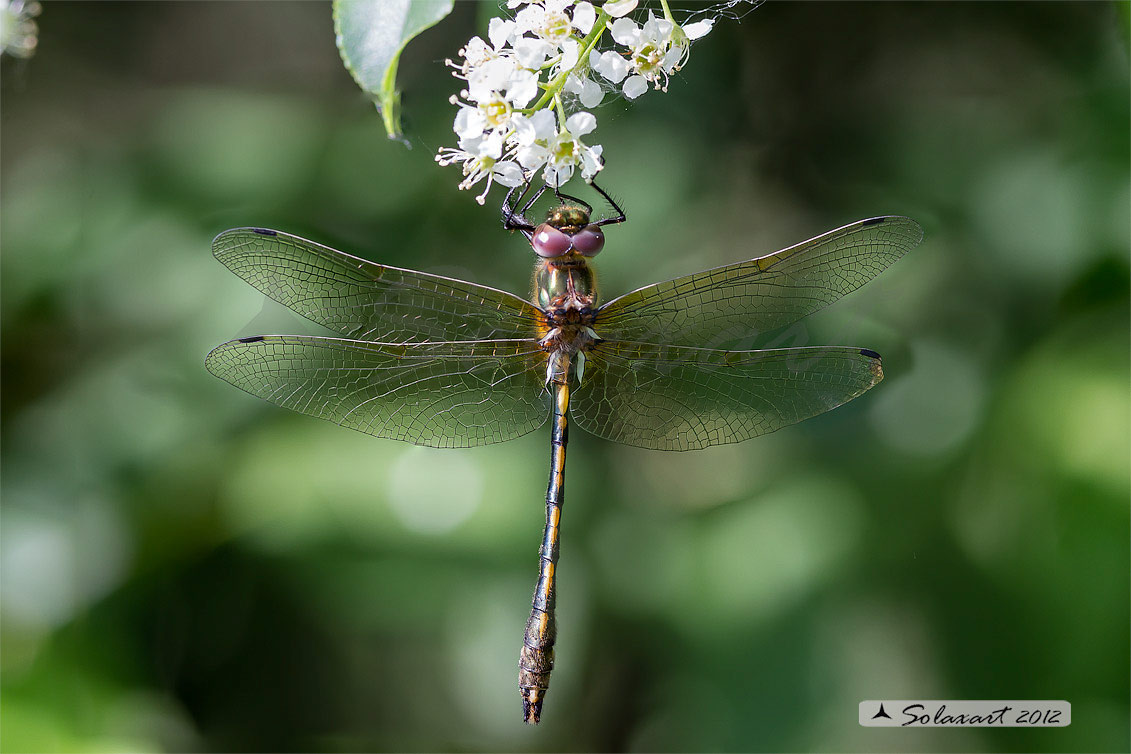 Oxygastra curtisii (maschio) - Orange-spotted Emerald Dragonfly (male)