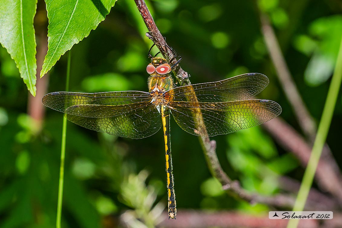 Oxygastra curtisii (femmina) - Orange-spotted Emerald Dragonfly (female)