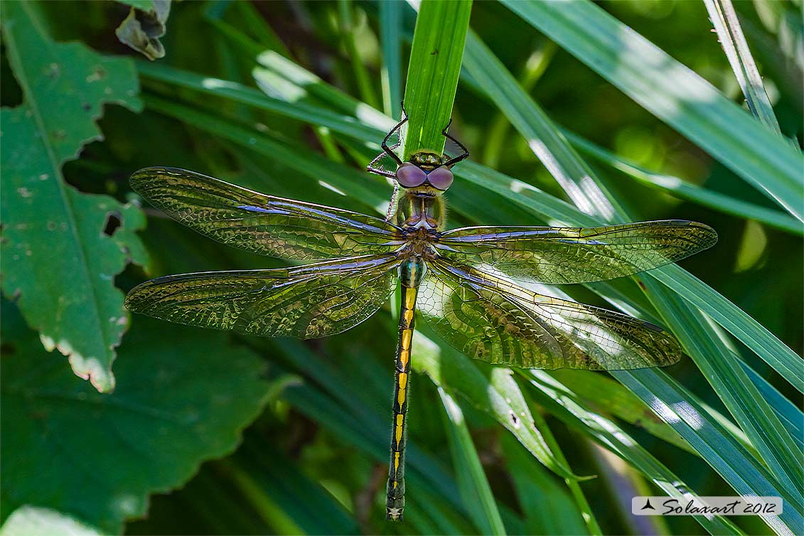 Oxygastra curtisii (femmina) - Orange-spotted Emerald Dragonfly (female)