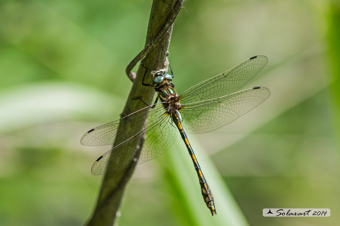 Oxygastra curtisii (maschio) - Orange-spotted Emerald Dragonfly (male)