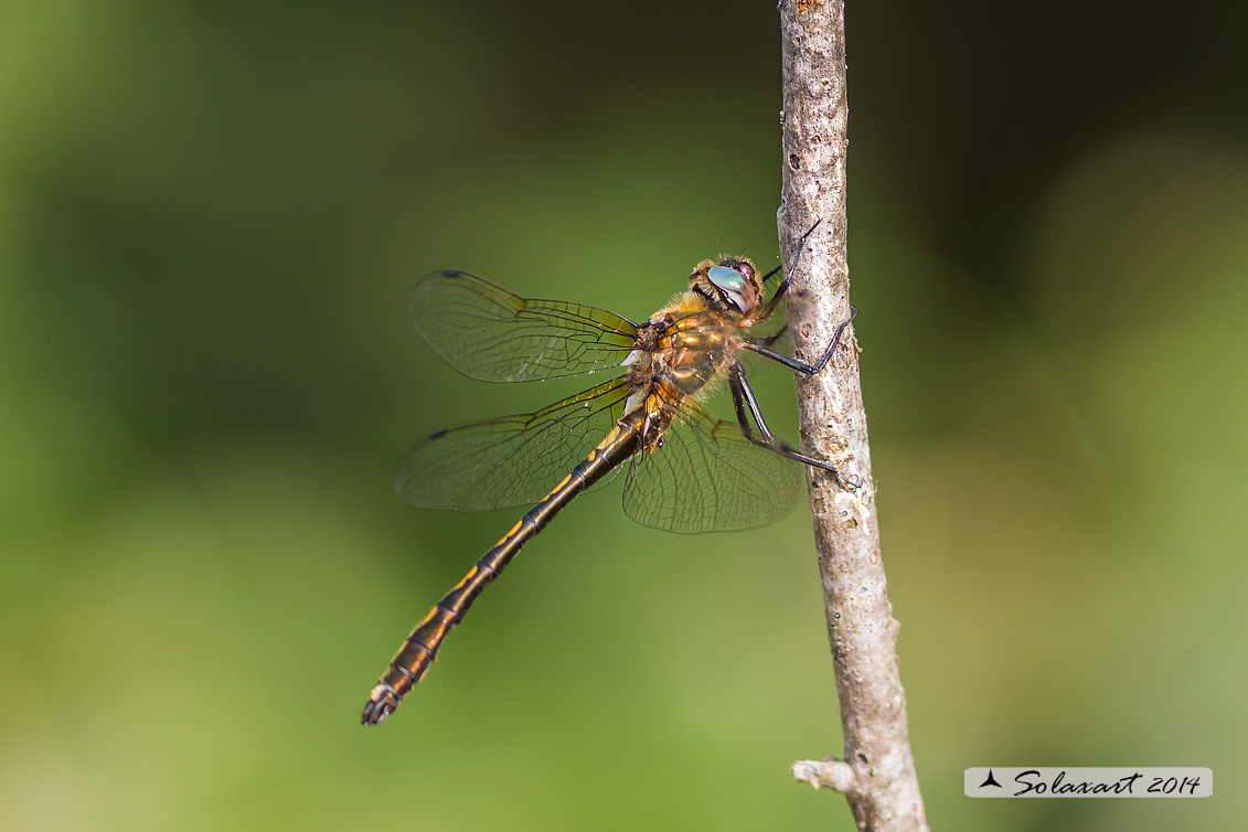 Oxygastra curtisii (maschio) - Orange-spotted Emerald Dragonfly (male)