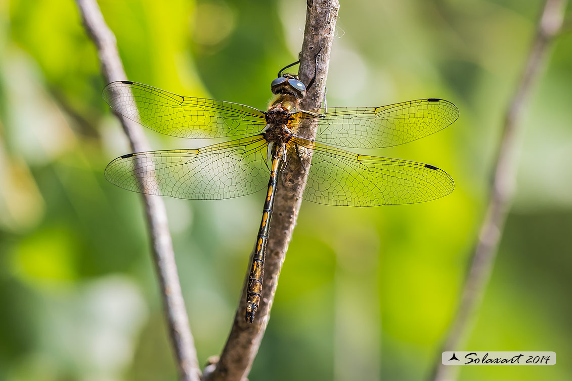 Oxygastra curtisii (maschio) - Orange-spotted Emerald Dragonfly (male)