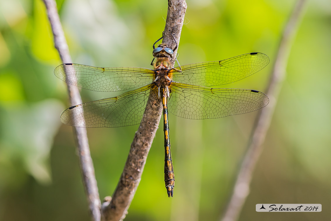 Oxygastra curtisii (maschio) - Orange-spotted Emerald Dragonfly (male)
