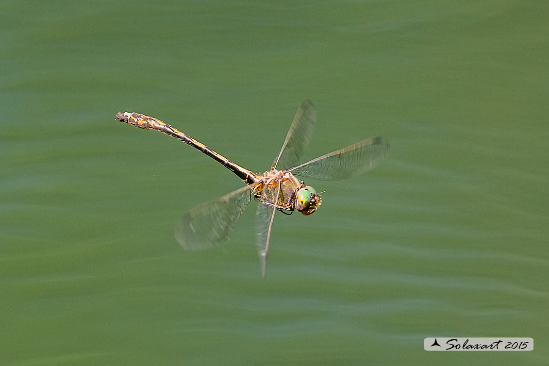 Oxygastra curtisii (maschio) - Orange-spotted Emerald Dragonfly (male)