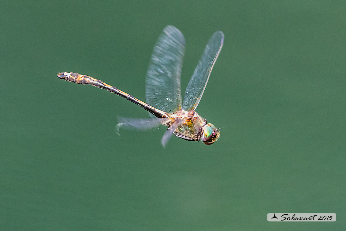 Oxygastra curtisii (maschio) - Orange-spotted Emerald Dragonfly (male)