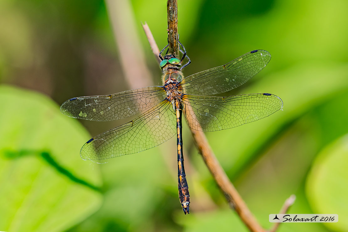 Oxygastra curtisii Orange spotted emerald