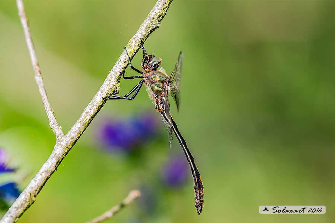 Oxygastra curtisii (maschio) - Orange-spotted Emerald Dragonfly (male)