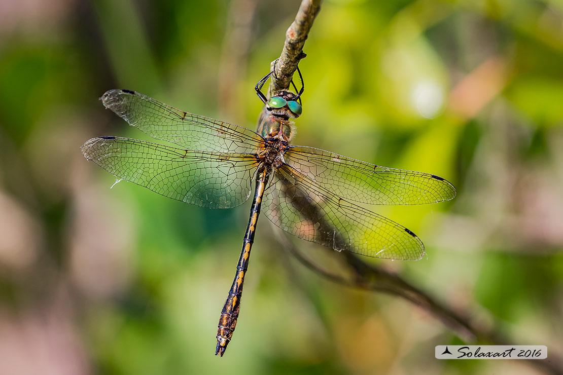 Oxygastra curtisii (maschio) - Orange-spotted Emerald Dragonfly (male)