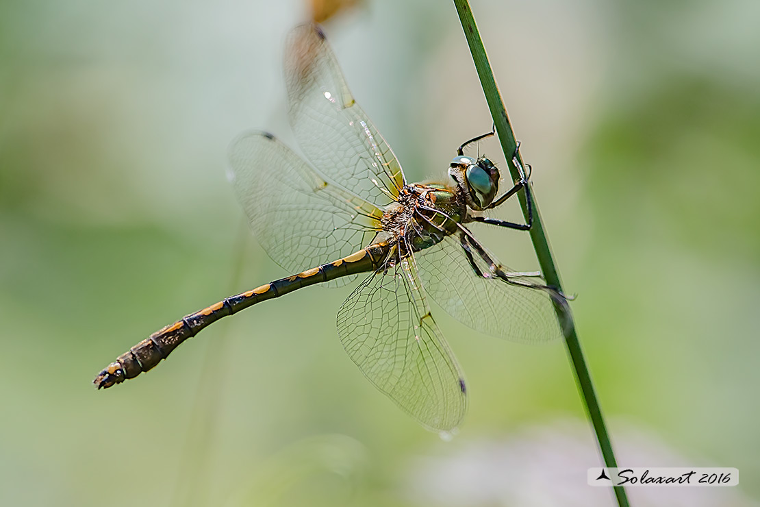 Oxygastra curtisii (maschio) - Orange-spotted Emerald Dragonfly (male)