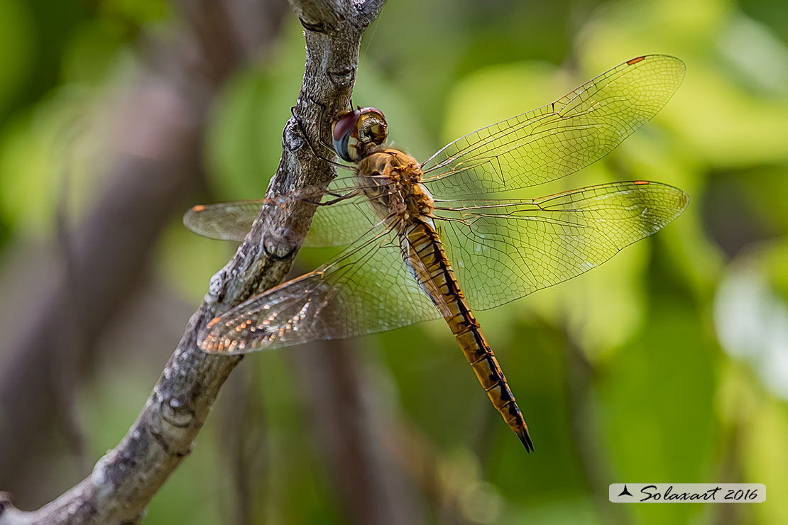 Pantala flavescens - Frecciaerrante - globe skimmer