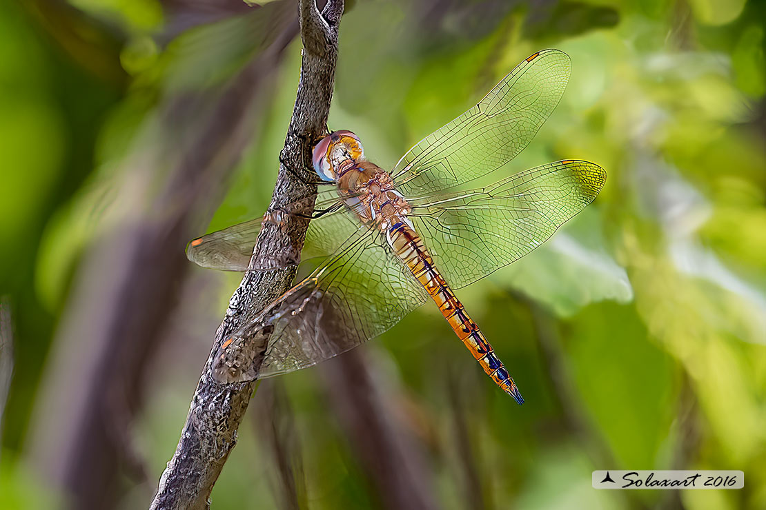 Pantala flavescens : Globe skimmer (male)