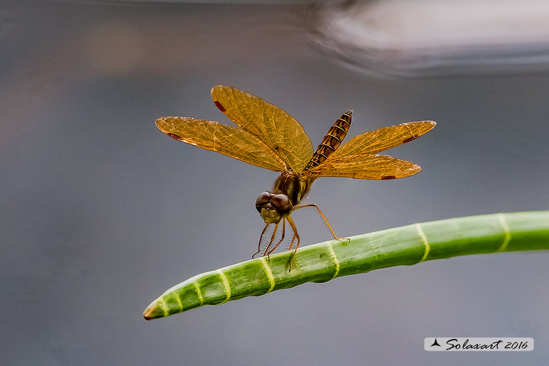 Perithemis_intensa  Mexican_amberwing  Male
