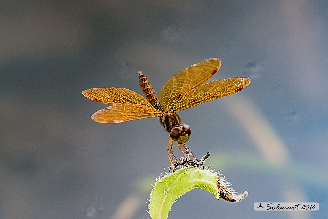 Perithemis_intensa  Mexican_amberwing  Male