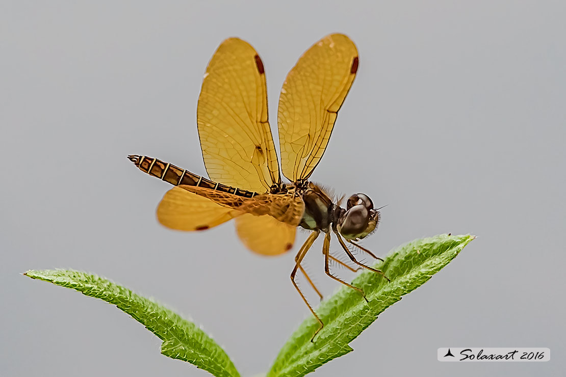 Perithemis_intensa  Mexican_amberwing  Male