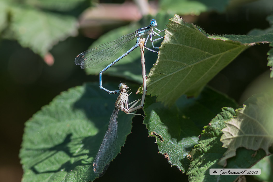 Platycnemis pennipes (copula) - White-legged Damselfly  (mating)