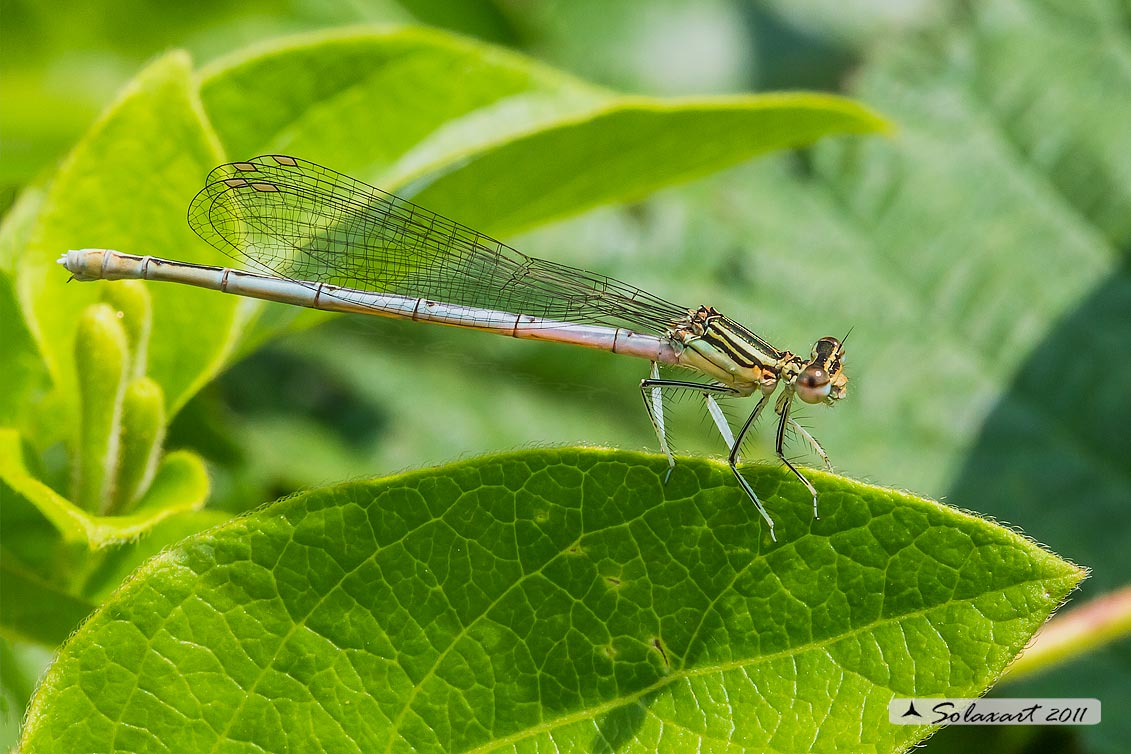Sottordine : Zygoptera, famiglia: Platycnemididae, specie: Platycnemis pennipes - (femmina)