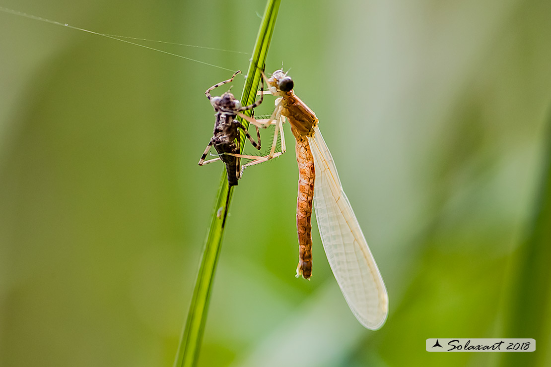 Zygoptera, Platycnemididae, Platycnemis pennipes - (femmina neosfarfallata)