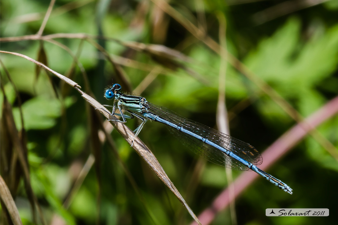 Sottordine : Zygoptera, famiglia: Platycnemididae, specie: Platycnemis pennipes - (maschio)