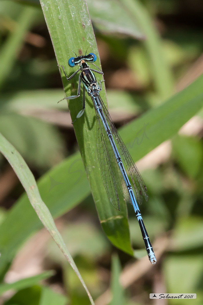 Platycnemis pennipes