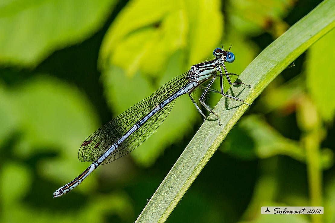 Platycnemis pennipes