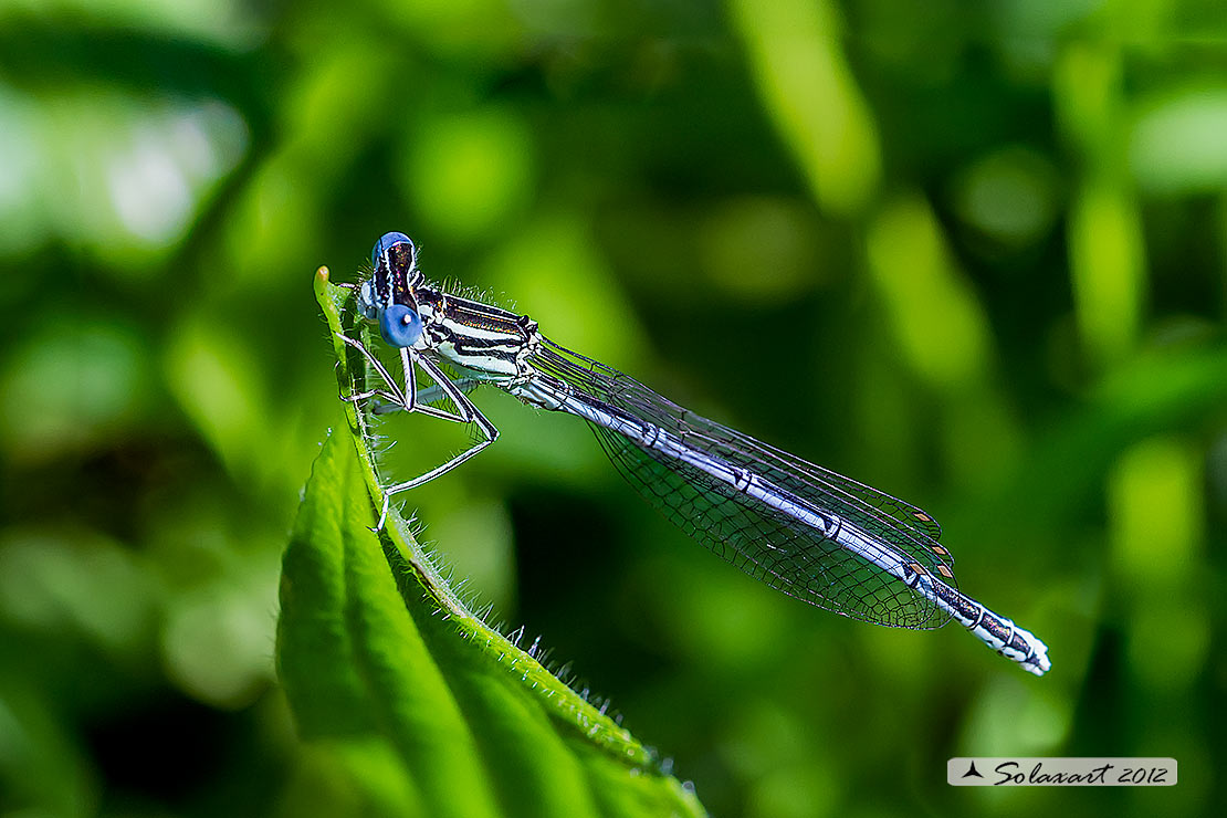 Platycnemis pennipes (maschio) - White-legged Damselfly  (male)