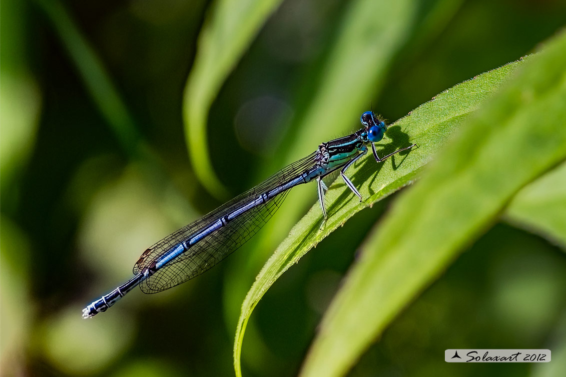 Platycnemis pennipes: Zampalarga (maschio); White-legged Damselfly (male)