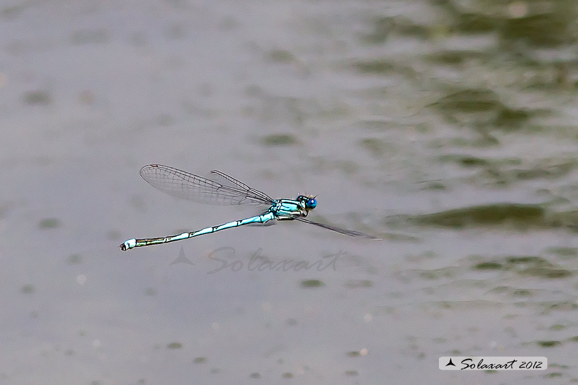 Platycnemis pennipes  male