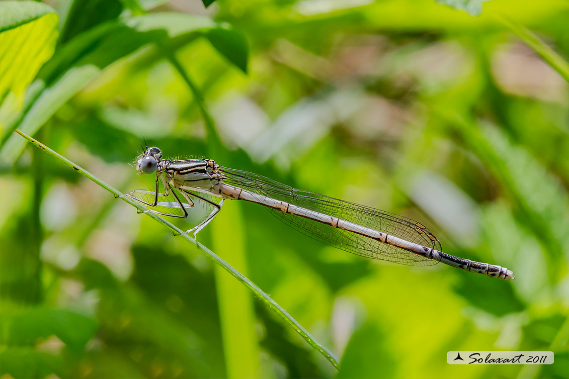 Platycnemis pennipes