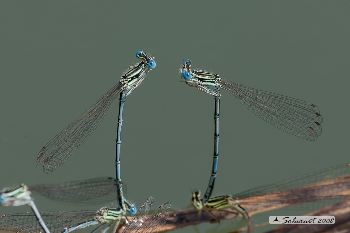 Sottordine : Zygoptera, famiglia: Platycnemididae, specie: Platycnemis pennipes -  (ovodeposizione) -