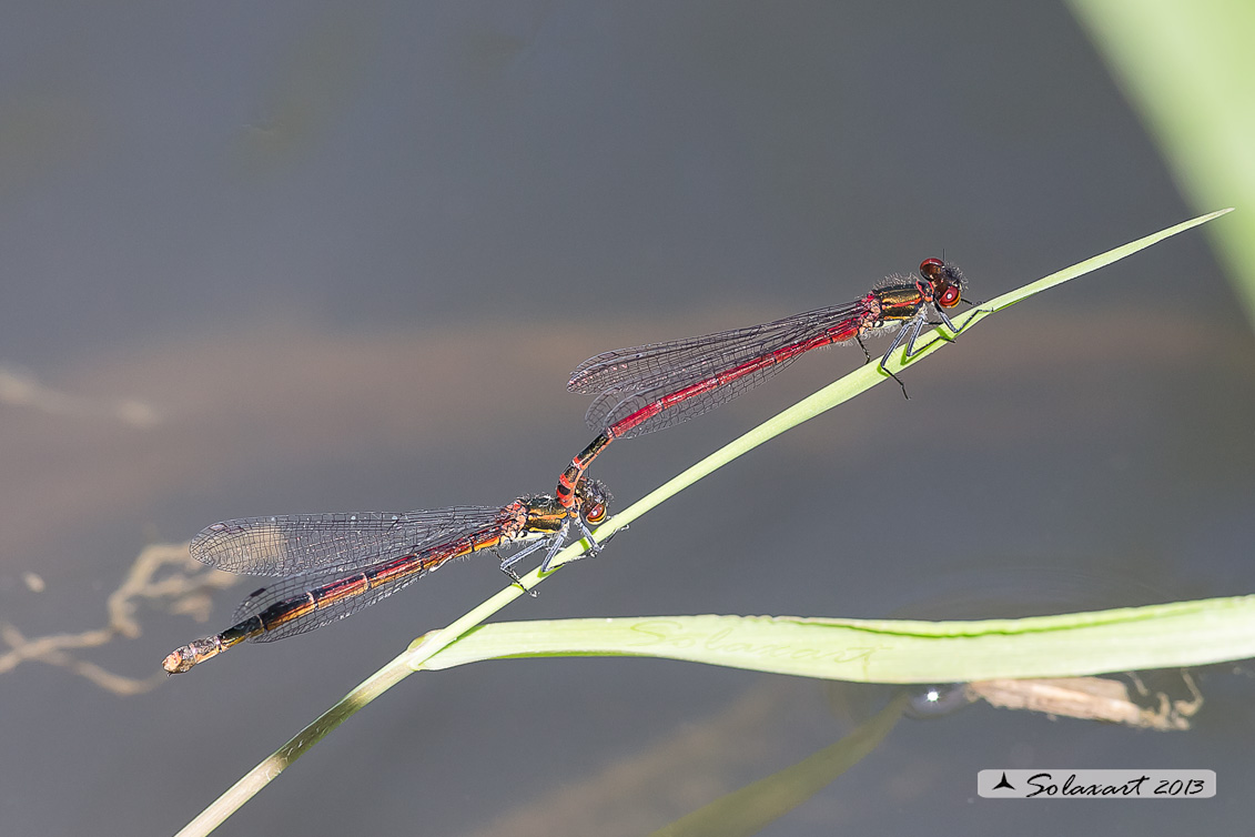 Pyrrhosoma nymphula (tandem per ovodeposizione) - Large Red Damselfly (oviposition)