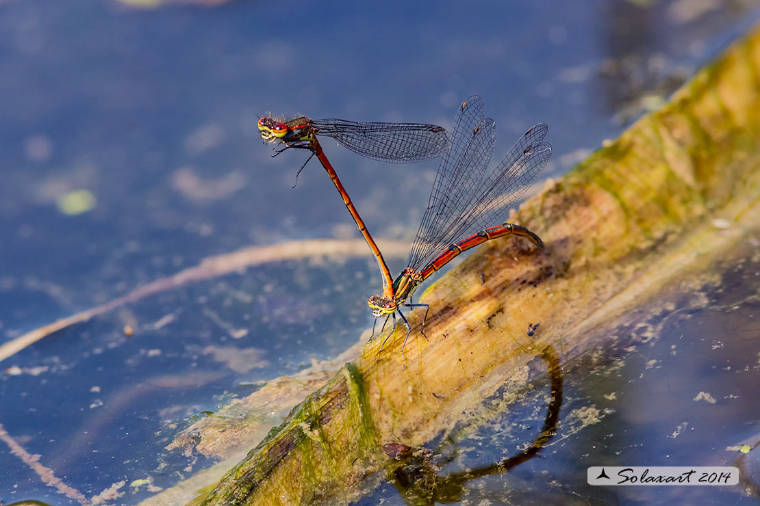 Pyrrhosoma nymphula (ovodeposizione) - Large Red Damselfly (oviposition)