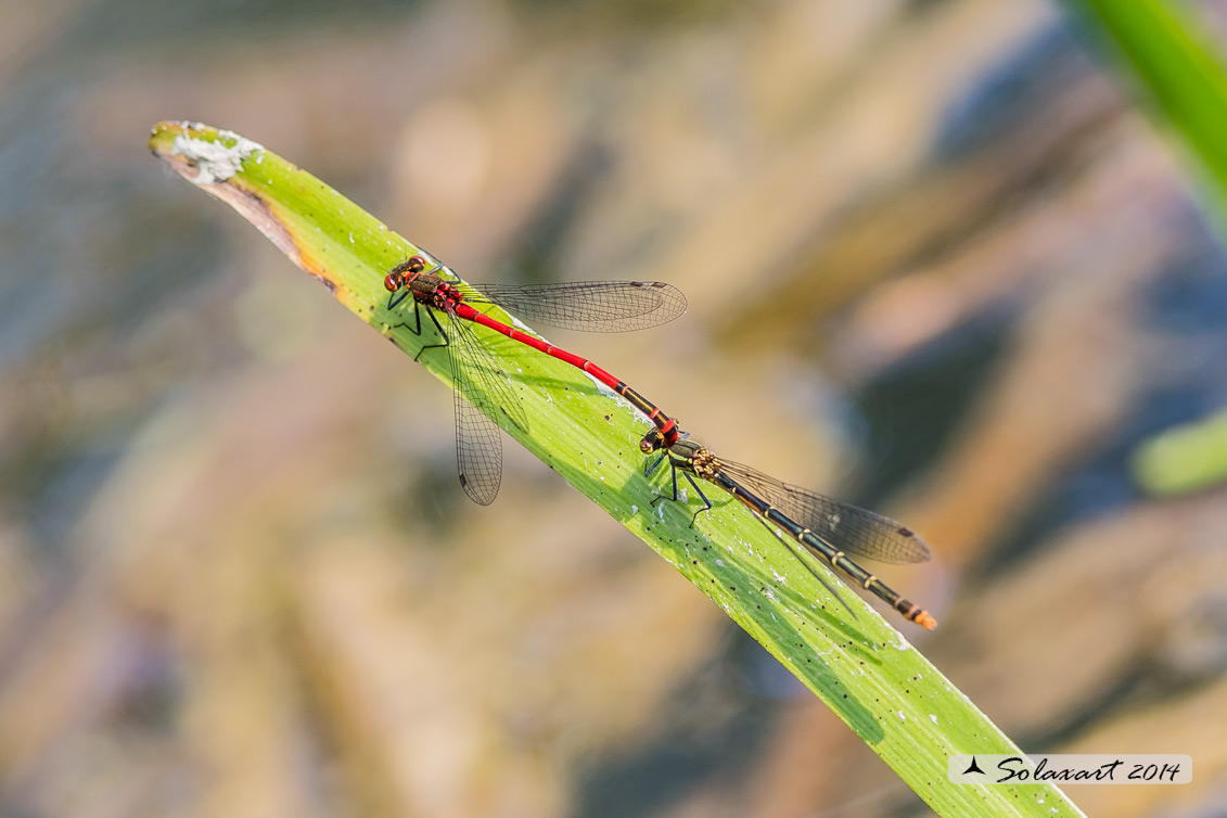 Pyrrhosoma nymphula (tandem per ovodeposizione) - Large Red Damselfly (oviposition)