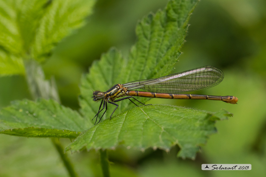 Pyrrhosoma nymphula (femmina) - Large Red Damselfly (female)