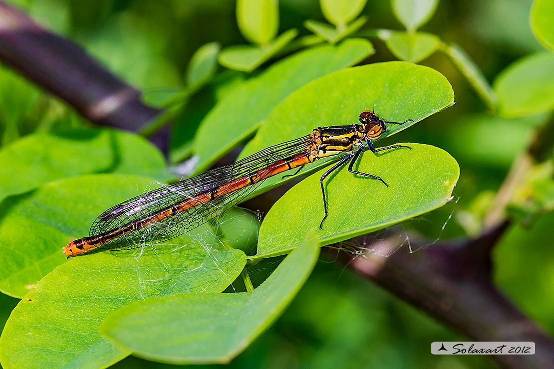 Pyrrhosoma nymphula (femmina immatura) - Large Red Damselfly (Juvenile female)
